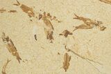 Fossil Fish (Knightia) Mortality Plate - Wyoming #327751-1